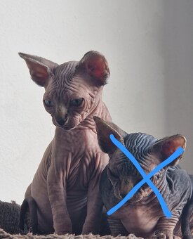Kanadský sphynx bez PP - 7