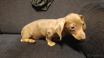 Jezevčík trpasličí pejsek bez PP - 7