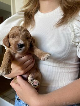 Štěňátka F2 Goldendoodle - 7
