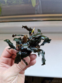 Becephalandra - 7