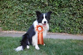 Krytí chovným psem plemene border kolie - 7