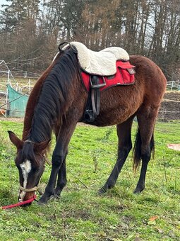 Hřebeček do rodiny - 7