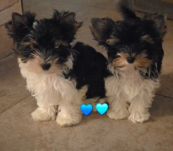 Biewer terrier s P.P. - 7