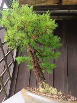 bonsai, bonsaj - 7