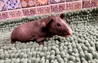 3 samečci skinny morčátek - 7