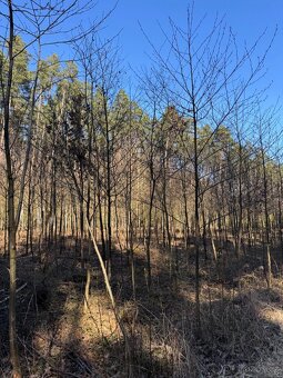 Prodám lesní pozemek v k.ú. Sedlečko u Soběslavě - 7