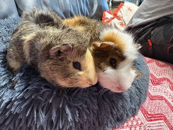 MORČE 🐹 , MORČATA , MORČÁTKA samci - 7