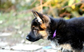 Německý ovčák - 7