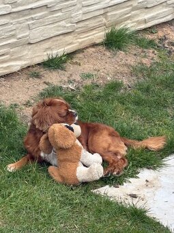 Ahoj, jmenuji se Miky 🐶 - 7