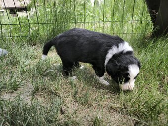 Border kolie - 7