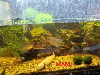 Axolotl - Mexický dráček - Axík Axelotl - 7