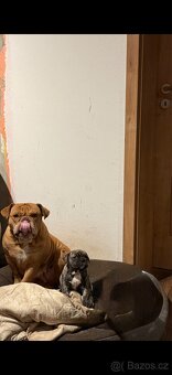 Prodam buldočka - 7