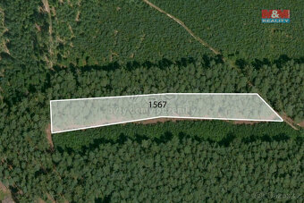 Prodej lesa, 33090 m², Rybnice - 7