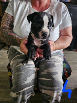 Štěňátka Pitbulla prodám - 7