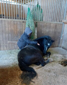 Pony valach - 7