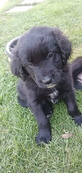 Štěně Labrador černý pejsci - 7