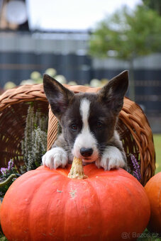 Welsh Corgi Cardigan Chlapec je připraven k vyzvednutí - 7