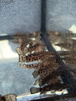 Panceřníček kropenatý - 7