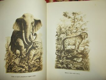 Vůdce stáda kniha r. 1929 - 7