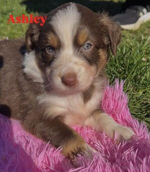 Australský ovčák bez PP - 7