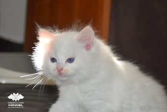 Ragdoll s PP – creme/red kocourek na výstavy a chov - 7