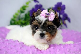 biewer yorkshire terrier s PP - 7