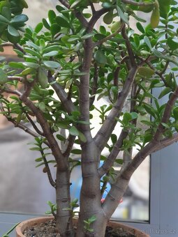 Tlustice vejčitá (Crassula ovata) - 7