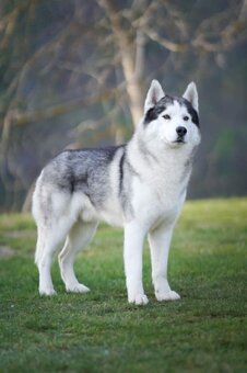 Prijímame rezervácie na šteniatka Sibírskeho Husky na jeseň - 7