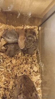 Osmák degu - 7