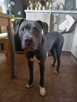 Stěně stafordšírský bulterier bez papíru - 7