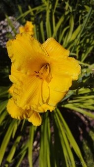 Trvalky, bylinky - 7