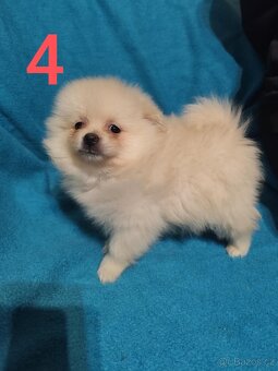 Špic pomeranian štěňátko - 7