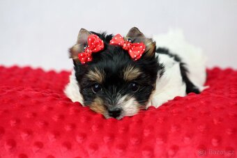 biewer yorkshire terrier s PP - 7