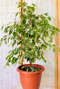 Fíkus Ficus benjamina Golden King/Twilight, březový fík 1m - 7