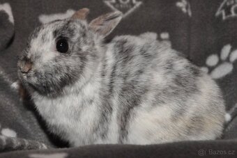 ZAKRSLÍ KRÁLÍCI Dobříš - 7