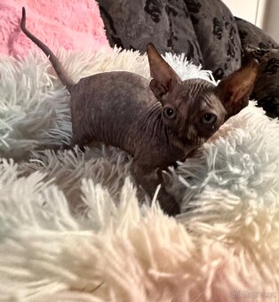 Kanadský Sphynx s průkazem původu - 7