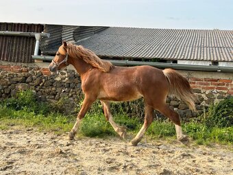 welsh cob D válašek - 7