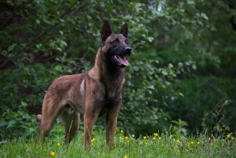 Belgický ovčák Malinois - 7