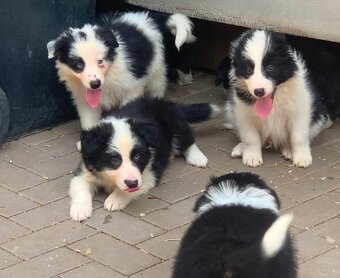 Border kolie - 7