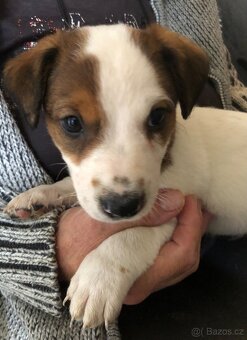 Jack russel teriér - 7