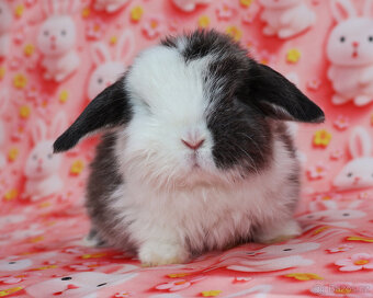 zakrslí beránci - 7