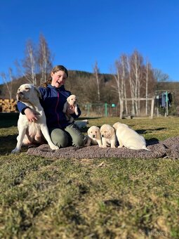 TOP LABRADORSKÝ RETRIEVER - ŠTĚNĚ S PP - 7