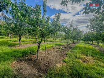 Prodej zahrady, 3500 m², Třebenice - 7