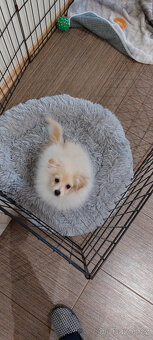 Malý špic x pomeranian pes - spěchá - 7