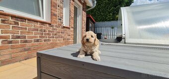 Cockapoo Cavapoo Maltipoo pudel - 7