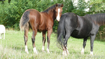 Welsh pony of cob type, sekce C - 7