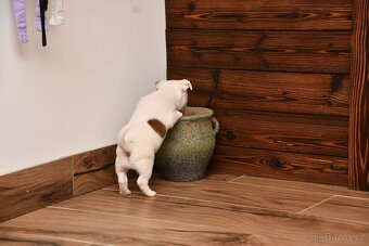 Jack Russell Terrier FCI - 7