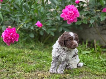 Italský vodní pes s PP - Lagotto romagnolo - 7