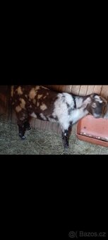 Nabízím k závaznému zamluvení anglonubíjska kůzlata bezrohé. - 7