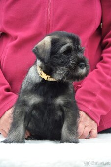 Knírač střední pepř a sůl, štěňata s PP - 7